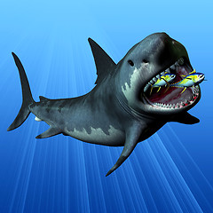 Image showing Megalodon