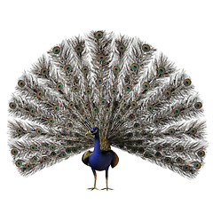 Image showing Peacock