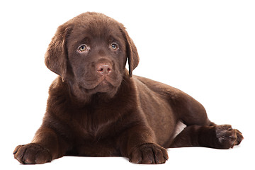 Image showing Chocolate Retriever puppy on isolated white