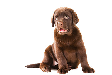 Image showing Chocolate Retriever puppy on isolated white