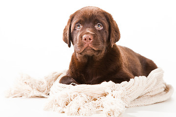 Image showing Chocolate Retriever puppy with woolen scarf on white