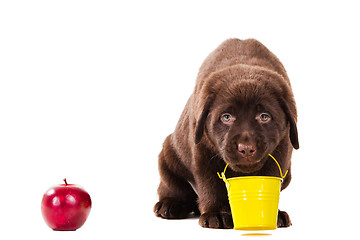 Image showing Chocolate Retriever puppy with bucket and apple on isolated white