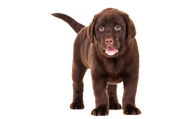Image showing Chocolate Retriever puppy on isolated white