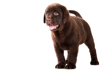 Image showing Chocolate Retriever puppy on isolated white