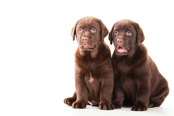 Image showing Two Chocolate Retriever puppies on isolated white