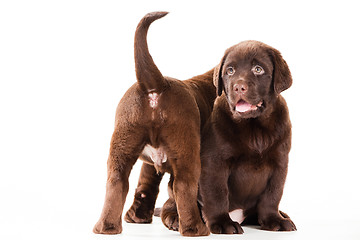 Image showing Two Chocolate Retriever puppies on isolated white