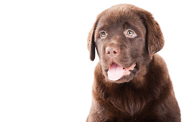 Image showing Close-up portrait of Chocolate Retriever puppy