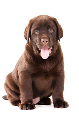 Image showing Chocolate Retriever puppy on isolated white