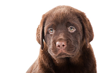 Image showing Close-up portrait of Chocolate Retriever puppy