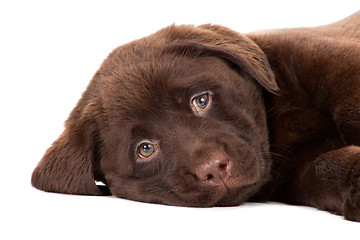 Image showing Close-up portrait of Chocolate Retriever puppy on isolated white