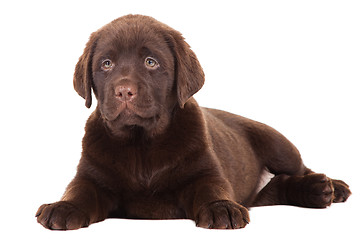 Image showing Chocolate Retriever puppy on isolated white