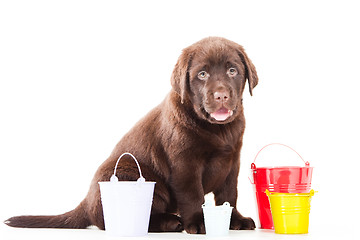 Image showing Retriever puppy with three buckets on isolated white