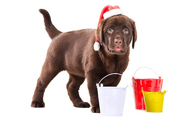 Image showing Retriever puppy with three buckets on isolated white