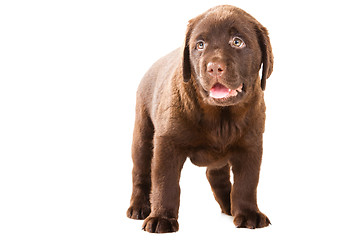 Image showing Chocolate Retriever puppy on isolated white