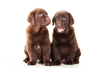 Image showing Two Chocolate Retriever puppies on isolated white