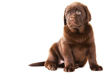 Image showing Chocolate Retriever puppy on isolated white