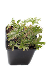 Image showing Pelargonium citronnellum