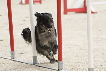 Image showing Pyrenean sheepdog in agility