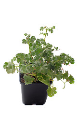 Image showing Pelargonium capitatum 