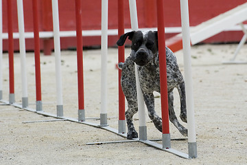 Image showing german shorthaired pointer in agility