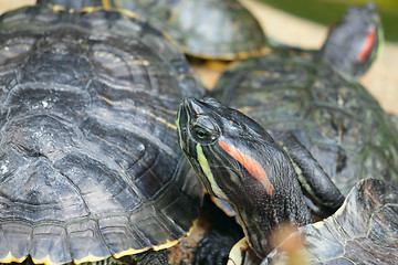 Image showing Group of red-eared slider turtles sitting on a stone in the zoo 