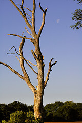 Image showing Still Standing