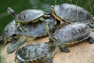 Image showing Group of red-eared slider turtles sitting on a stone in the zoo 