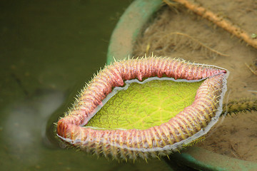 Image showing Water Lily