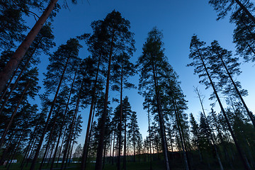 Image showing Sky in Pine Forest