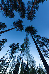 Image showing Sky in Pine Forest