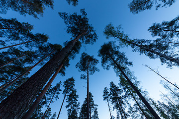 Image showing Sky in Pine Forest