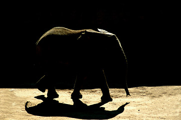 Image showing elephant shadow