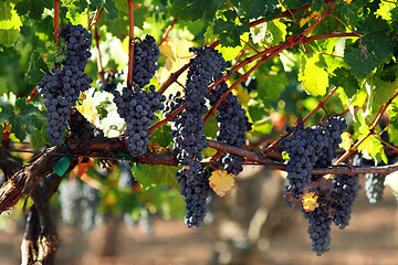 Image showing Grapes on a vine