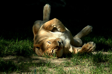 Image showing friendly lioness on back