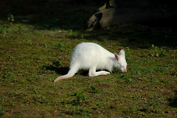 Image showing white kangaroo baby