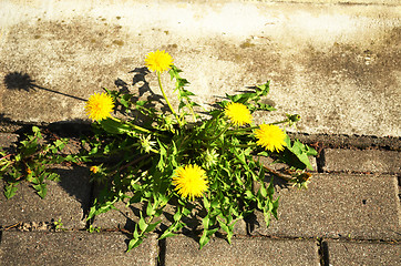 Image showing Bloom dandelion sow thistle flower sidewalk tile 