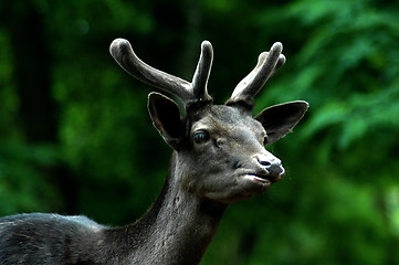 Image showing black buck