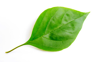 Image showing Green leaf of bougainvillea spectabilis wind