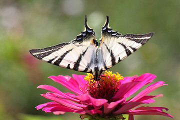 Image showing butterfly on flower