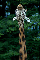 Image showing giraffe