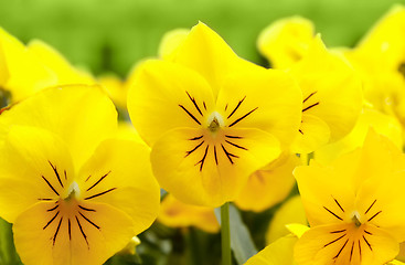 Image showing yellow pansy flowers