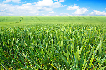 Image showing spring landscape with green field