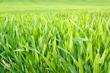 Image showing Organic green spring