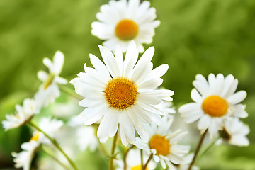 Image showing white marguerite flowers