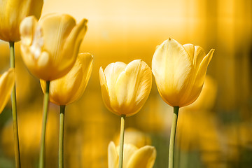 Image showing spring yellow tulips