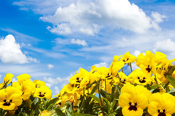 Image showing yellow pansy flowers against blue sky