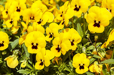 Image showing yellow pansy flowers