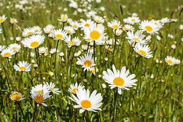 Image showing white marguerite flowers