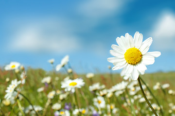 Image showing white marguerite flowers