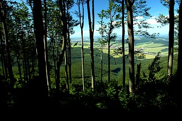 Image showing forest outlook